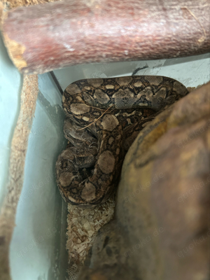 Boa constrictor imperator