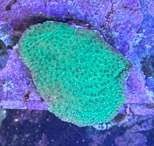 WYSIWYG korallen. Montipora. 