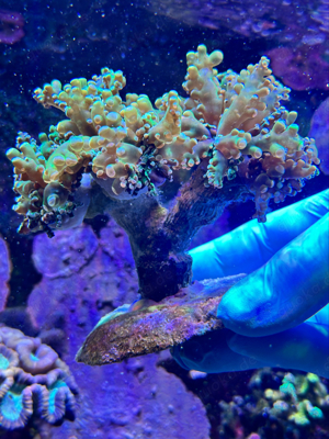 WYSIWYG Korallen Euphyllia Paradivisa 4 köpfe. 
