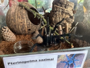 2 männliche Spinnen Pterinopelma sazimai