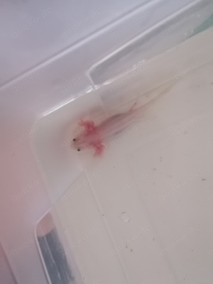 Axolotl jungtiere 