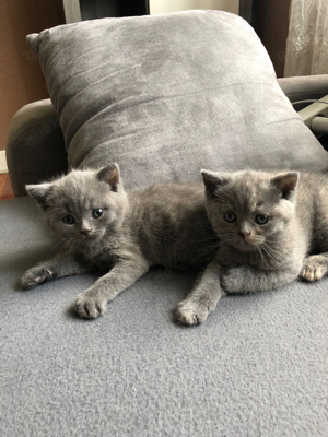 2Süsse BHK Kitten sofort abzugeben