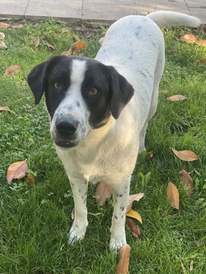 Penny, geb. ca. 05 2023, lebt in GRIECHENLAND, im städt. Tierheim Serres  Bild 6