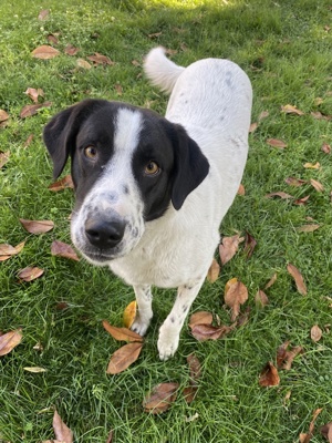 Penny, geb. ca. 05 2023, lebt in GRIECHENLAND, im städt. Tierheim Serres  Bild 3