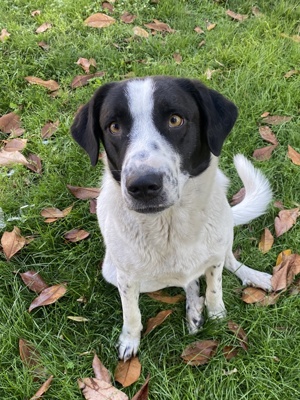 Penny, geb. ca. 05 2023, lebt in GRIECHENLAND, im städt. Tierheim Serres  Bild 5