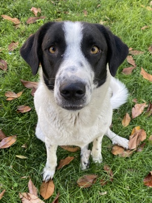 Penny, geb. ca. 05 2023, lebt in GRIECHENLAND, im städt. Tierheim Serres  Bild 2