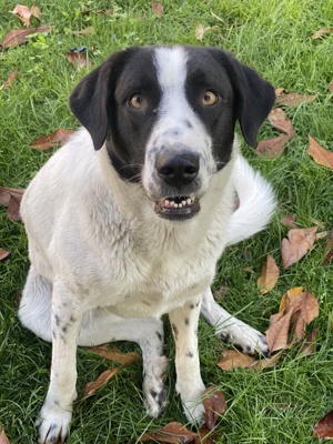 Penny, geb. ca. 05 2023, lebt in GRIECHENLAND, im städt. Tierheim Serres  Bild 10