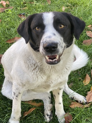 Penny, geb. ca. 05 2023, lebt in GRIECHENLAND, im städt. Tierheim Serres  Bild 8