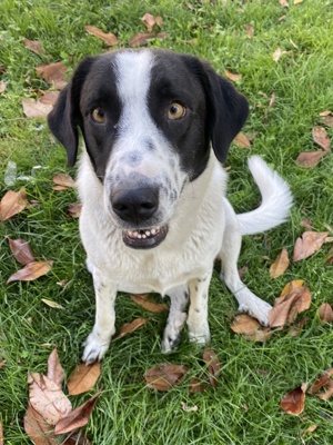 Penny, geb. ca. 05 2023, lebt in GRIECHENLAND, im städt. Tierheim Serres  Bild 9