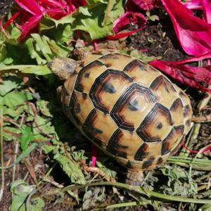 Landschildkröte zu verkaufen 