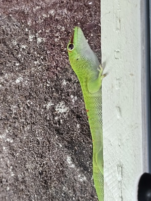 Phelsuma Grandis Männchen