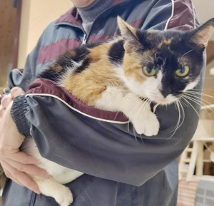 verschmuste Katze Mandy sucht ein tolles Zuhause - am liebsten zusammen mit ihrer Freundin Orsi