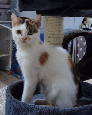 schüchterne junge Katze Orsi sucht ein verständnisvolles Zuhause - am liebsten zusammen mit Mandy