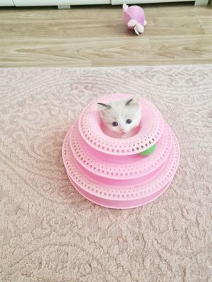 Süße Rassemix Kitten Bild 1