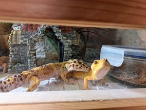 Auflösung meiner Leopardgecko Zucht 