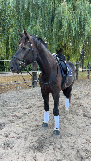 Reitbeteiligung - Pferd sucht Reiter