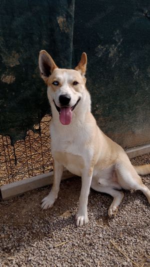 Husky "ROCKY" - sollte zu entsprechend erfahrenen Menschen. 