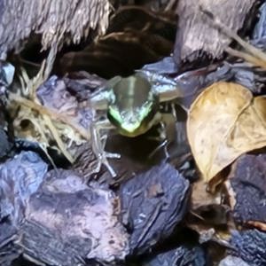 Epipedobates Antony  Bild 2