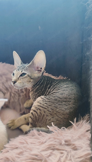 Peterbald Sphynx Kitten mit Stammbaum 