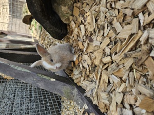 Zwergkaninchen, Minilop, Mini Lop, Zwergwidder, Babys