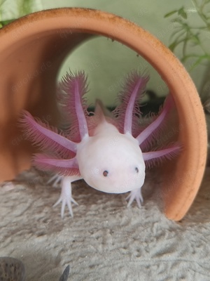 Axolotl, Jungtiere aus MV Bild 1
