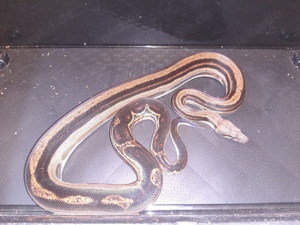 Boa Constrictor Bild 2