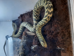 Elaphe Carinata