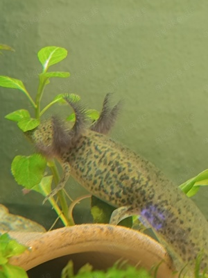 Axolotl, Jungtiere aus MV Bild 10