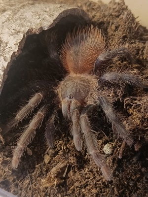 Vogelspinne Pterinopelma sazimai weiblich 4cm KL