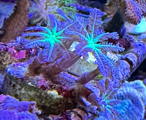 WYSIWYG Korallen Clavularia 6 Polypen. 