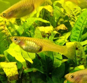 Poecilla Reticulata Wingei ( Endlers Guppie)