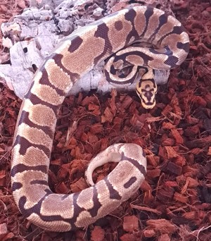 Enchi Spotnose Yellow Belly het. Clown Königspython Weibchen