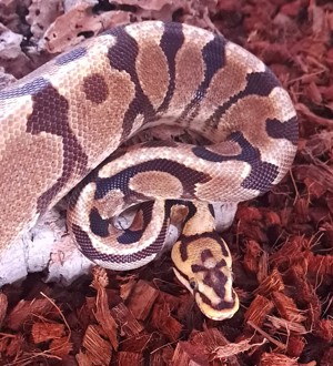 Enchi Spotnose Yellow Belly het. Clown Königspython Weibchen