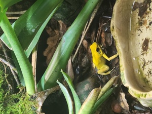 Pfeilgiftfrosch Phyllobates Terribilis 