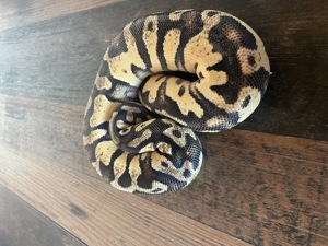 Königspython Pastel Yellow Belly het Piebald