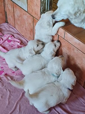 Wunderschoene Goldie Babys suchen Euch Ihr Endzuhause