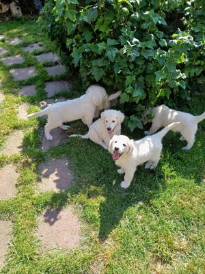 Wunderschoene Goldie Babys reinrassig suchen Euch Ihr Endzuhause