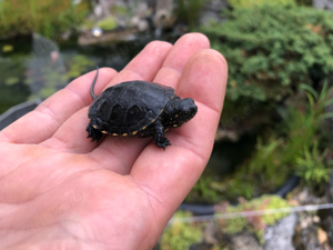 Europäische Sumpfschildkröten Emys orbicularis Nachzucht