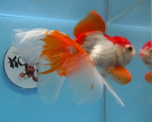 KOI 13 Anz. 17. 2024 - Goldfisch - Schleierschwanz - Oranda & Co