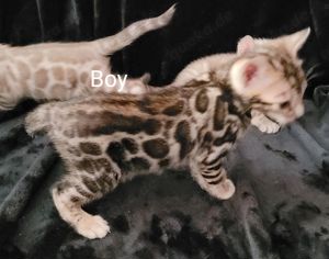 Bengal Kitten : Mink  weiblich ,  Mink und Braun männlich- zum Reservieren Bild 7