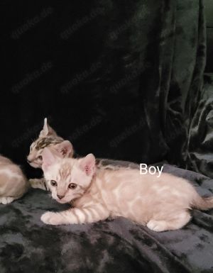 Bengal Kitten : Mink  weiblich ,  Mink und Braun männlich- zum Reservieren Bild 8