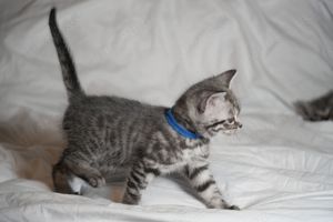 Britisch Kurzhaar Kitten BKH silver shabby (Whiskas) Bild 3