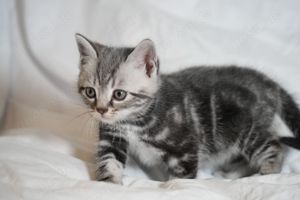 Britisch Kurzhaar Kitten BKH silver shabby (Whiskas) Bild 9