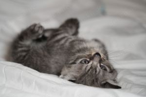 Britisch Kurzhaar Kitten BKH silver shabby (Whiskas) Bild 5