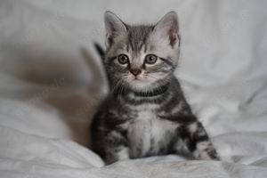 Britisch Kurzhaar Kitten BKH silver shabby (Whiskas) Bild 7