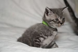 Britisch Kurzhaar Kitten BKH silver shabby (Whiskas) Bild 4