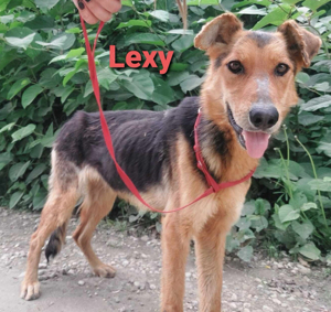 Die liebe Lexy muss dringend raus aus dem Tierheim *in Kroatien*