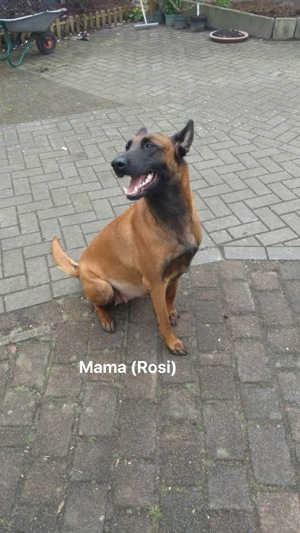 Malinois Mix Welpen