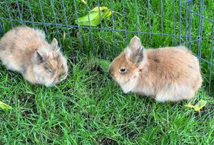 kleine Zwerglöwen