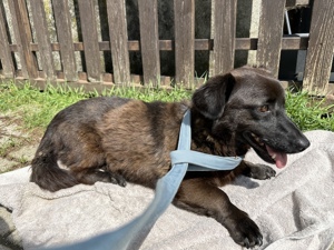 *Paten gesucht* Brownie, lebensfroher Rüde, ca. 3 Jahre, ca. 30 cm, ca. 9 kg, *Handicap*
